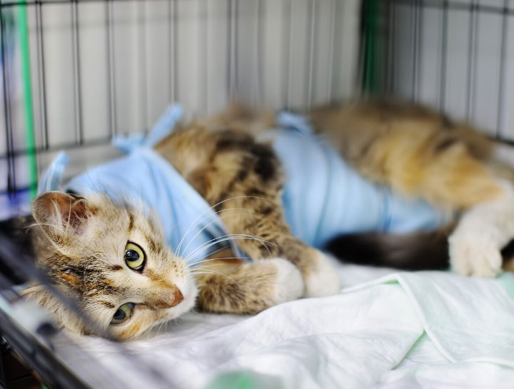 Boothbay Veterinary Surgeries