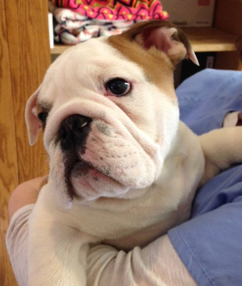 Bulldog after veterinary treatment